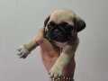 Dişi pug