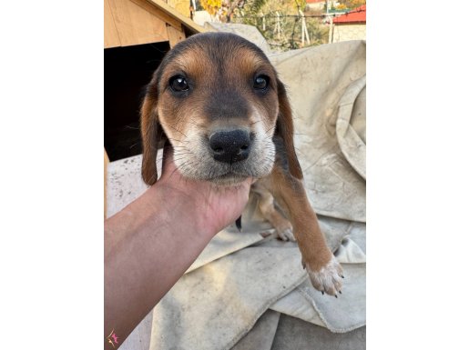 Beagle (Av Köpekği) yavruları 