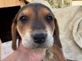 Beagle (Av Köpekği) yavruları 