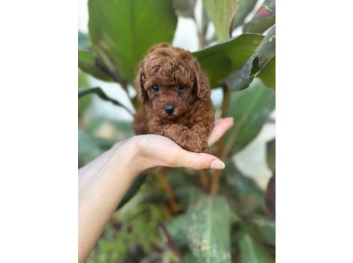 Toy poddle dişi 2.5 aylık ped eğitimi var