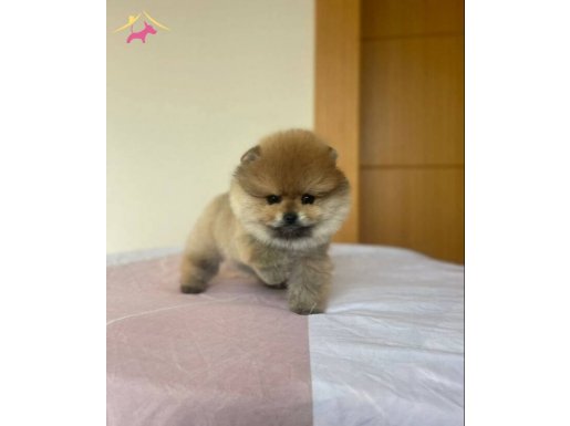 4 aylık erkek yawrudur ev değiştiriceğim için satıyoru.