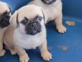 Erkek pug yavrumuz