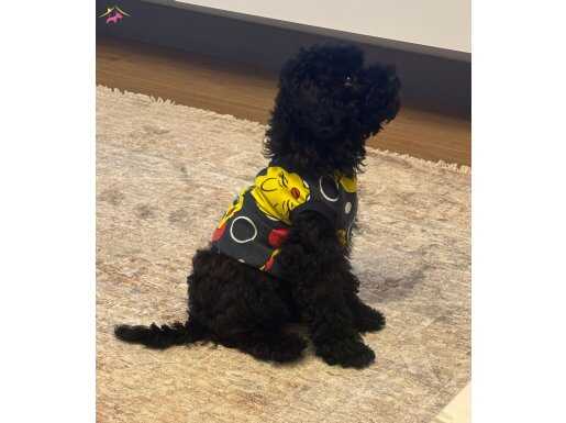 4 aylık dişi safkan yavrumuz