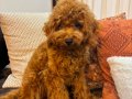3 aylık toypoodle dişi yavrumuz. Koyu kahve rengte.