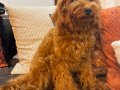 3 aylık toypoodle dişi yavrumuz. Koyu kahve rengte.