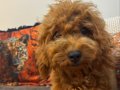 3 aylık toypoodle dişi yavrumuz. Koyu kahve rengte.