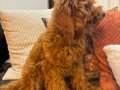 3 aylık toypoodle dişi yavrumuz. Koyu kahve rengte.