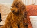 3 aylık toypoodle dişi yavrumuz. Koyu kahve rengte.