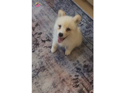 Erkek safkan samoyed yavru 2 aylık