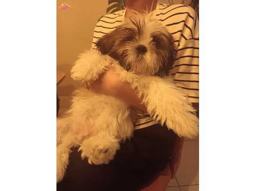 Erkek yavru shih-tzu