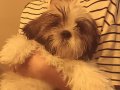 Erkek yavru shih-tzu