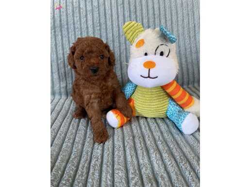 Eşsiz Güzellikte Toy Poodle Yavrumuz 
