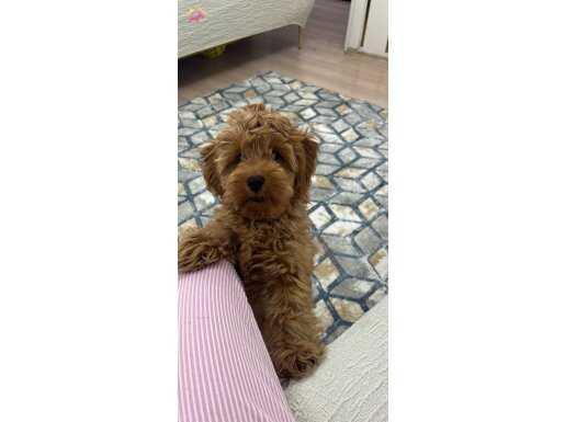 Çok sevimli oyun bıdığıı 