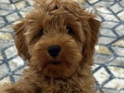 Çok sevimli oyun bıdığıı 