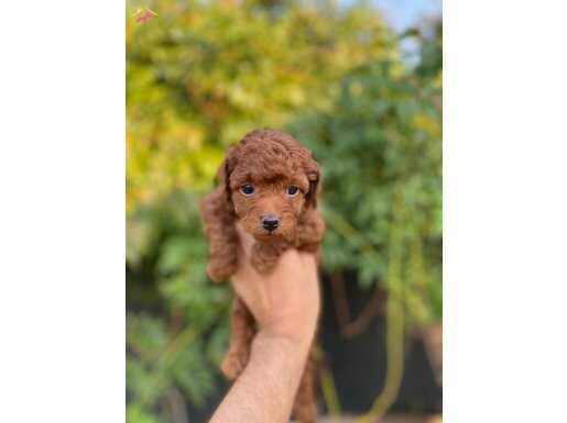 Poodle  için ulaşabilirsiniz