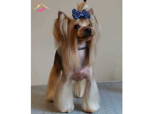 Yorkshire ve morki yavrular 