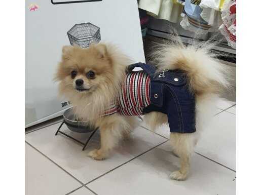 Secereli anne baba dan efsane pomeranian yavrular hazır