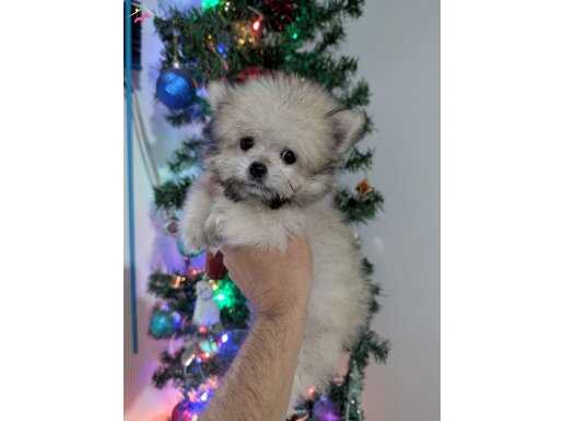 Morkie nin en özel rengi 