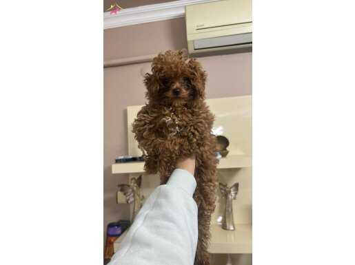 Teacup ve toy bebekler