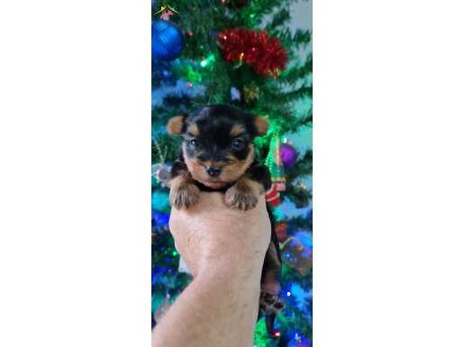 Şecereli yorkshire yavrular