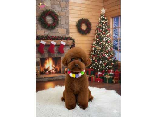 Secere belgeli yavrular için 