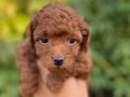 Poodle  için ulaşabilirsiniz