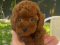 TOYPOODLE, POMERANİAN YAVRULAR