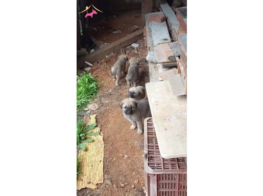 Sosyal Adaptasyonu Yüksek Satılık Muazzam Kangal Yavruları