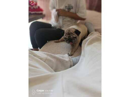 Pug 5 yaşında 