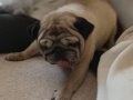 Pug 5 yaşında 