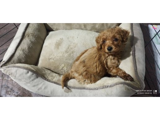 Acil!! (ailem dolayısıyla) Mini Toy Poodle Yavrusu 2 Aylık.