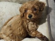 Acil!! (ailem dolayısıyla) Mini Toy Poodle Yavrusu 2 Aylık.