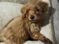 Acil!! (ailem dolayısıyla) Mini Toy Poodle Yavrusu 2 Aylık.