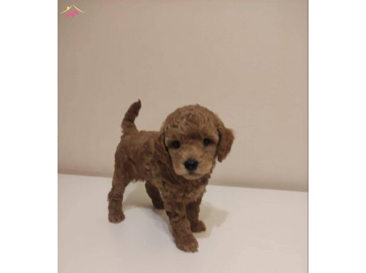 1.5 Aylık orjinal Çiftlikte Eşleme Yavrularımız