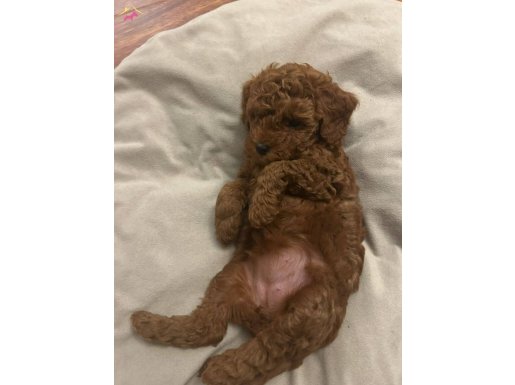 ÇİFTLİKTE EŞLEME ORJİNAL YAVRULAR SİZİ BEKLİYOR