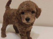 1.5 Aylık orjinal Çiftlikte Eşleme Yavrularımız