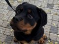 Rotweiller yavru