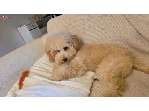 Toy poodle erkek 6 aylik cipi yok asilarin cogu yapildi cok 