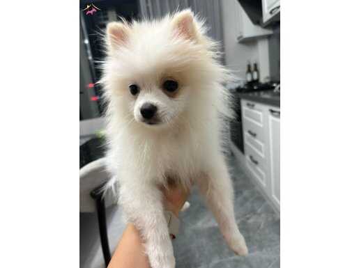A kalite pomeranian boo yavru