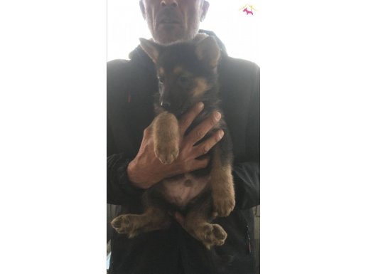 A kalite alman kurdu yavrularımız