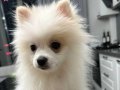 A kalite pomeranian boo yavru