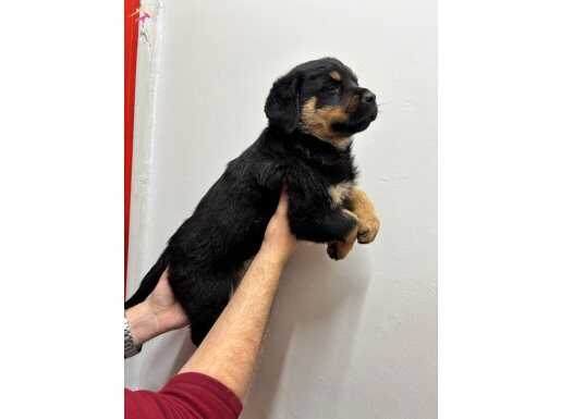 A kalite rot yavrumuz