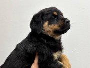 A kalite rot yavrumuz