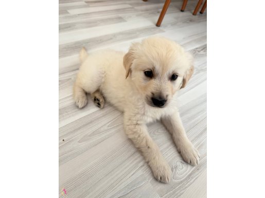 Golden 2 aylık erkek sakin aile için uygundur 