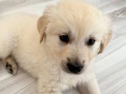 Golden 2 aylık erkek sakin aile için uygundur 