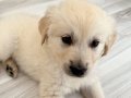 Golden 2 aylık erkek sakin aile için uygundur 