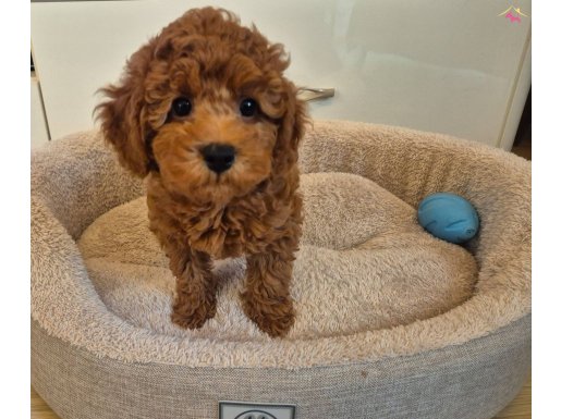 Red Brown Mini Toy Poodle – Dişi, Uygun Fiyat Avantajı
