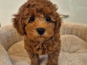 Uygun Fiyatlı Red Brown Mini Toy Poodle Dişi – 2 Aylık