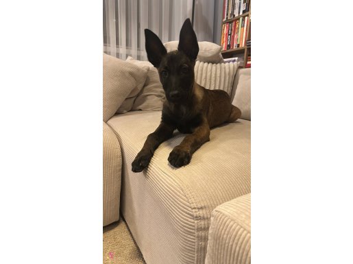 Belçika Kurdu(Malinoiss)