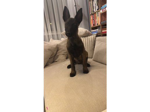 Belgian Malinois